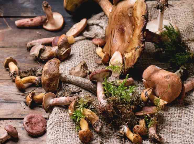 funghi