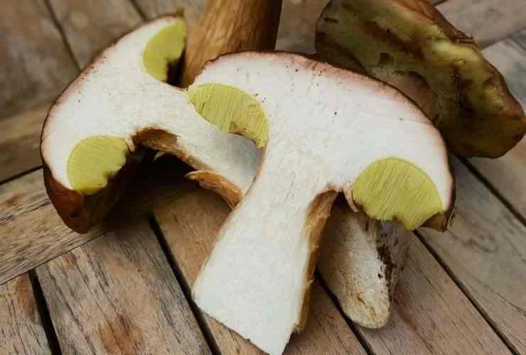 funghi