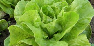 Lattuga fresca e croccante, i trucchi per farla durare più a lungo Conservare lattuga fresca - Ricettasprint.it