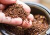 Fondi del caffè recuperi più di 100 euro al mese - RicettaSprint