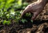 Fertilizzante nel terreno con meno di un euro - RicettaSprint