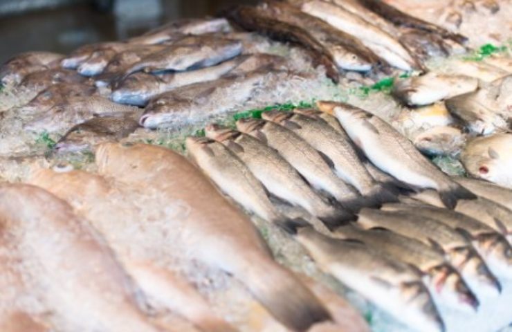 Pesce esposto in pescheria