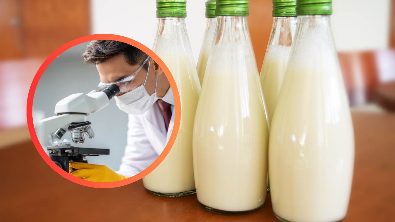 Tre bottiglie di latte ed un uomo al microscopio