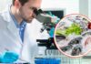 Uomo che usa un microscopio e pesce fresco in piccolo