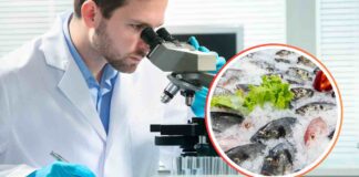 Il pesce che porti in tavola è contaminato: cosa hanno trovato nei test di laboratorio Uomo che usa un microscopio e pesce fresco in piccolo