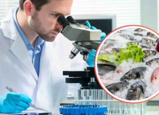 Uomo che usa un microscopio e pesce fresco in piccolo