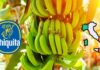 Una pianta di banane