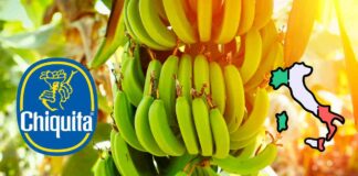 Una pianta di banane