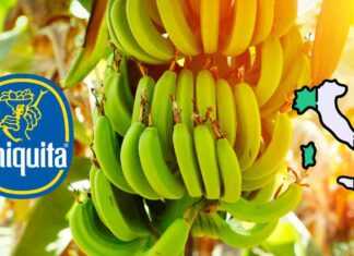 Una pianta di banane