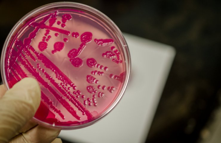 Batteri della Salmonella