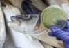 Pesce contaminato, allarme in Italia: i rischi sono altissimi Pesce in primo piano