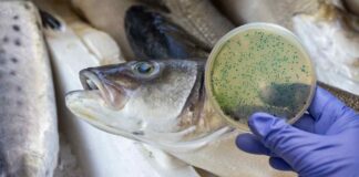 Pesce in primo piano