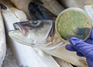 Pesce contaminato, allarme in Italia: i rischi sono altissimi Pesce in primo piano