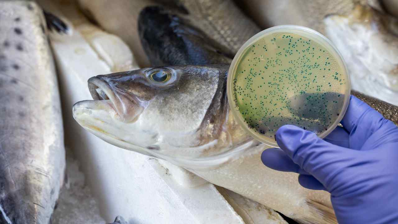 Pesce in primo piano