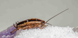 Attento a questo scarafaggio fuochista - RicettaSprint