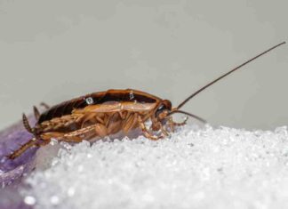 Scarafaggi fuochisti fai moltissima attenzione, portano la morte in casa tua!