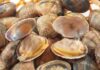 Vongole fresche fino a Natale, questo è il metodo sicuro che pochi conoscono Congelare le vongole - Ricettasprint.it