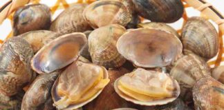 Congelare le vongole - Ricettasprint.it