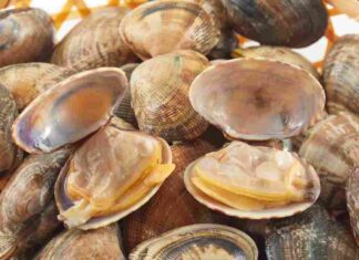 Vongole fresche fino a Natale, questo è il metodo sicuro che pochi conoscono Congelare le vongole - Ricettasprint.it