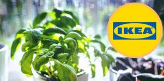 Da Ikea l’accessorio perfetto per il pesto tutto l’anno, ma lo stesso puoi farlo a casa a 0 euro Lo vendono da Ikea ma a casa lo puoi fare anche tu - RicettaSprint