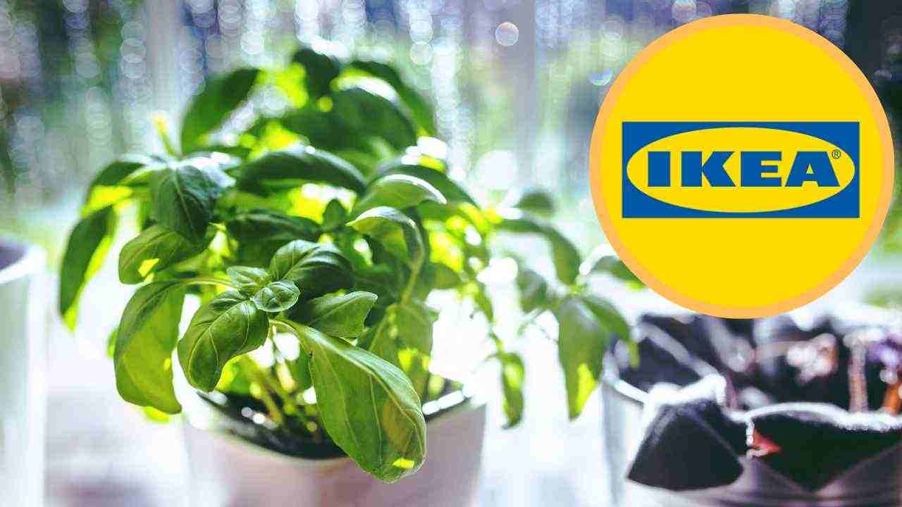 Lo vendono da Ikea ma a casa lo puoi fare anche tu - RicettaSprint