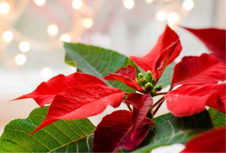 Pianta di Natale perfetta e viva - Ricettasprint.it