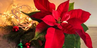 Stella di Natale, ogni quanto va innaffiata - RicettaSprint