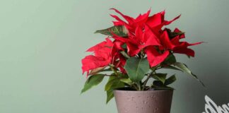 Stella di Natale rigogliosa -Ricettasprint.it