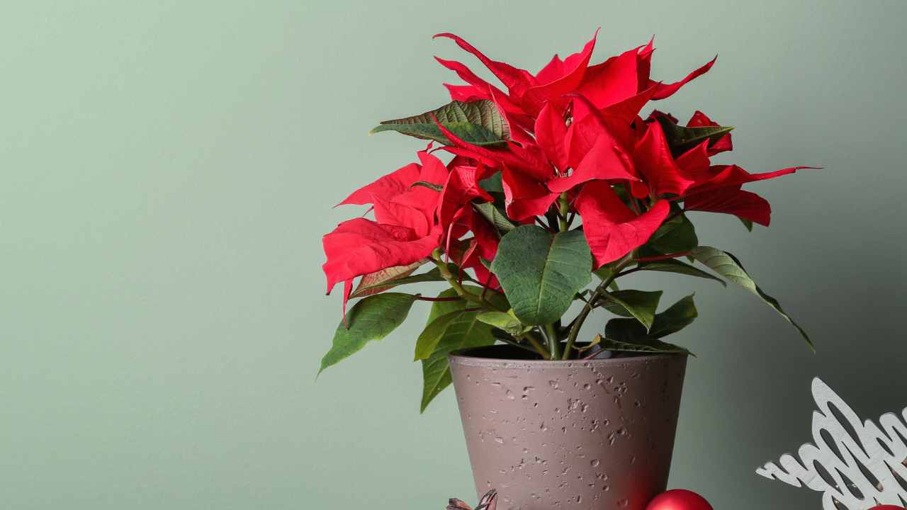 Stella di Natale rigogliosa -Ricettasprint.it