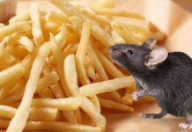 Topo morto nella patatine fritte, clienti del ristoranti costretti alla fuga | Le immagini raccapriccianti Topo morto nelle patatine fritte al ristorante - RicettaSprint