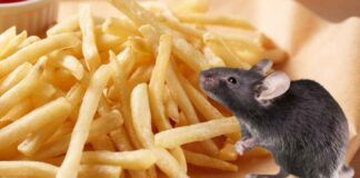 Topo morto nelle patatine fritte al ristorante - RicettaSprint