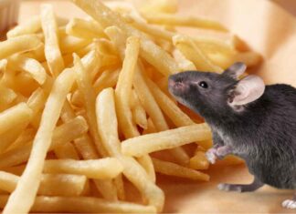 Topo morto nelle patatine fritte al ristorante - RicettaSprint