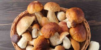 Funghi gratinati della nonna, ma cotti nella friggitrice ad aria: così sono senza tempo funghi gratinati