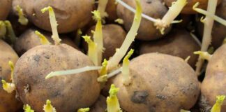Patate in dispensa: dove metterle davvero per non farle germogliare Patate germogliate - RicettaSprint