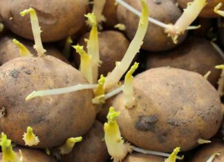 Patate germogliate - RicettaSprint