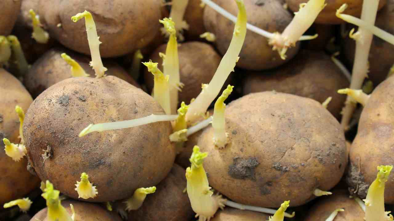 Patate germogliate - RicettaSprint