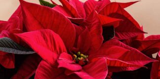 Stella di Natale come evitare che muoia - RicettaSprint