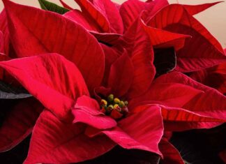 Stella di Natale come evitare che muoia - RicettaSprint