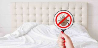 Se ti svegli di colpo e hai queste pustole, sono le cimici del letto, cosa devi fare cimici nel letto