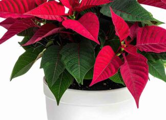 Stella di natale la vuoi mantenere rigogliosa fino a primavera, fai così allora stella di natale
