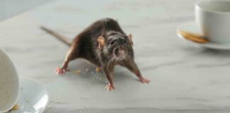 Topolino in casa o sospetti che ci sia, ecco i metodi infallibili per liberartene topi in casa