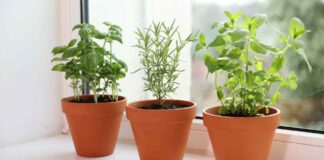 Piante aromatiche, attenti al freddo killer: come salvarle prima che muoiano congelate Piante aromatiche freddo killer - RicettaSprint