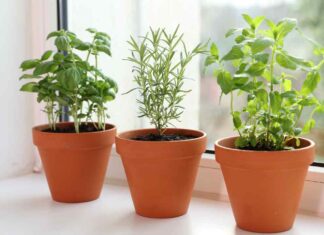 Piante aromatiche freddo killer - RicettaSprint