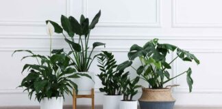 Piante in casa per l'ossigeno - RicettaSprint