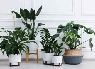 Piante in casa per l'ossigeno - RicettaSprint