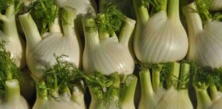 Finocchio: proprietà e benefici, perchè dovremmo introdurlo nella nostra dieta finocchi