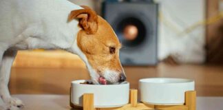 Ciotoline per cani in lavastoviglie - RicettaSprint