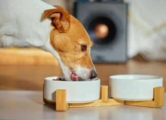 Ciotoline per cani in lavastoviglie - RicettaSprint