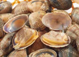 Pulire vongole - RicettaSprint