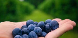 Mirtilli perché non devono mancare nella tua dieta | le proprietà benefiche incredibili mirtilli